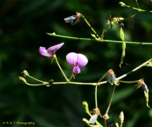 {Desmodium paniculatum}
